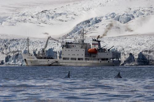 humpbacks & Maryshev