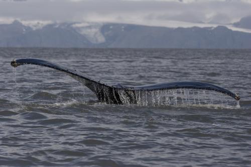 humpback fluke