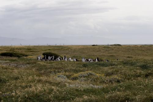 Magallanic Penguins
