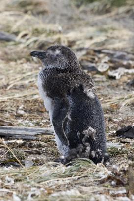 a moulting chick