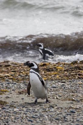 coming out of the water