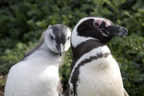 Mum & chick