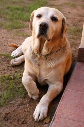 hostel dog
