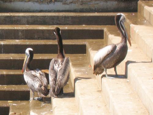 funny grey Pelicans