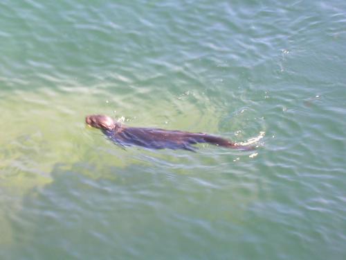 sea Otter