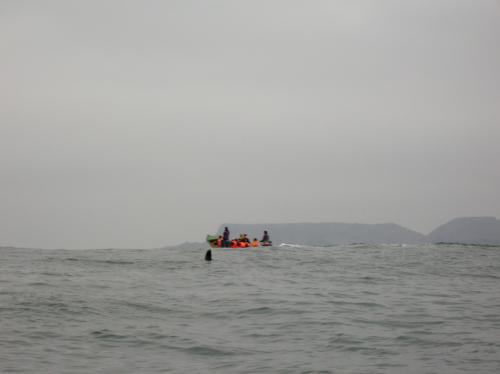 Punta de Choros dolphin