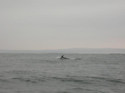 blurred dolphin