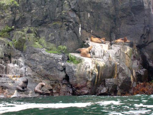 chilling seals
