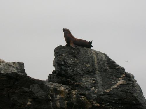 high rock seal