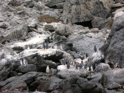 pinguino de Humboldt