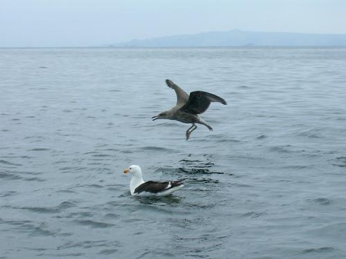 seabirds