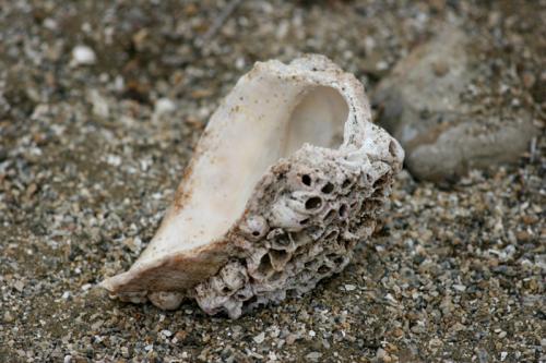 close up shell