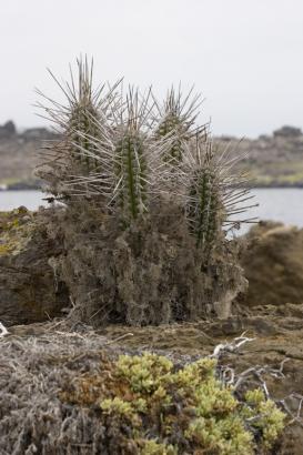 seaside cacti