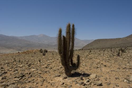 onward to the desert