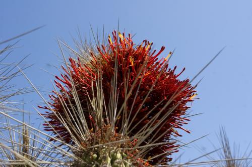 spiky desert flowers