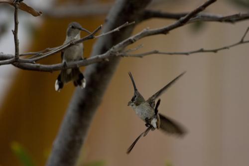 hummingbird by Rob!!