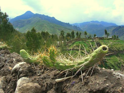 stange wall cactus