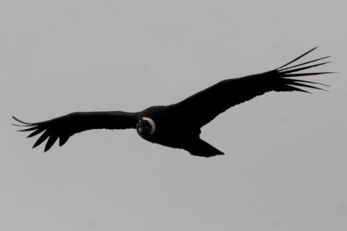 Andean Condor