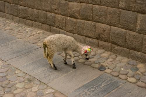 lamb in the street