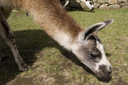 close up llama
