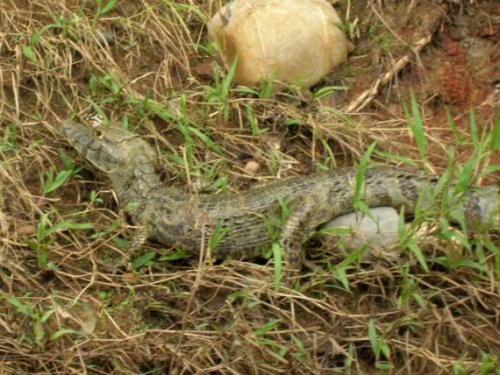 river alligator