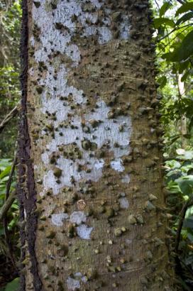 mad tree bark