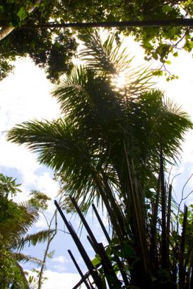 big ferns
