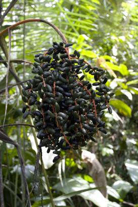 weird berry things