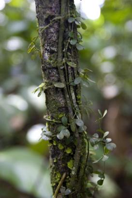 twisted vines