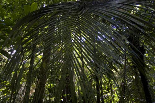 huge fern