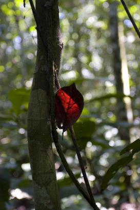 pretty leaf