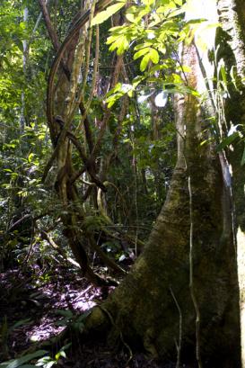 untouched jungle