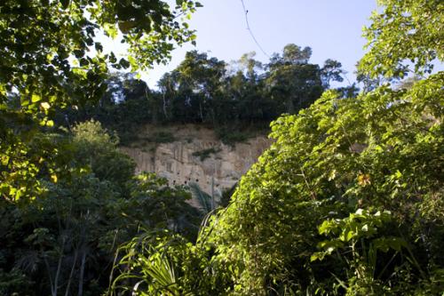 macaws wall