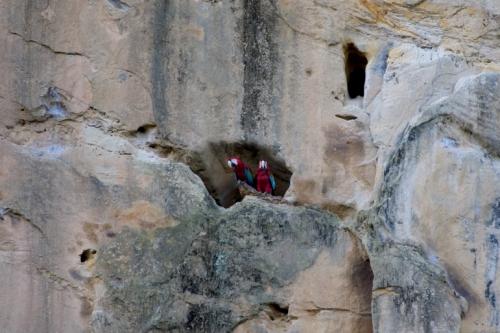 macaws at home