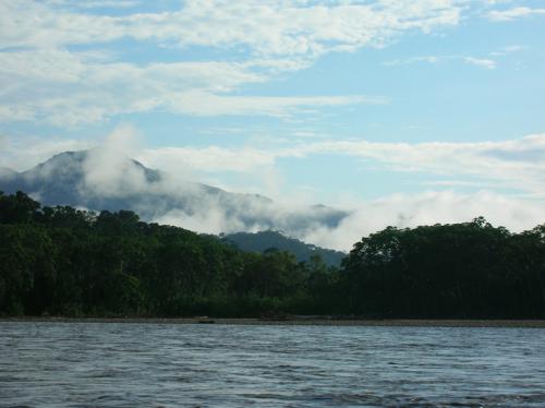 steamy jungle