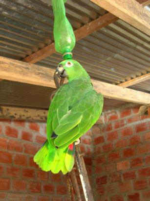 cheeky parrot