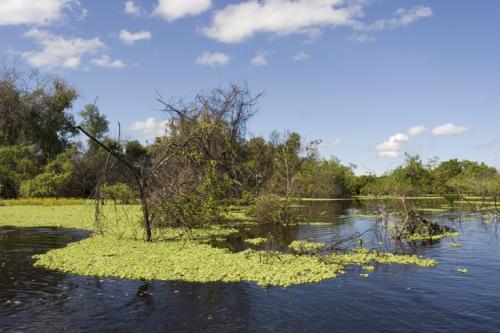 lilly ponds galore