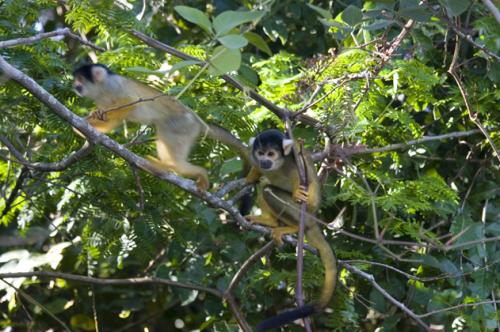 cappochini monkeys