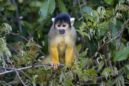 very cheeky monkey