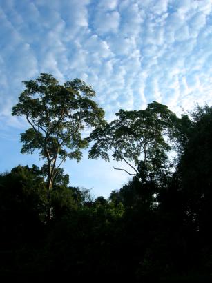 wispy clouds