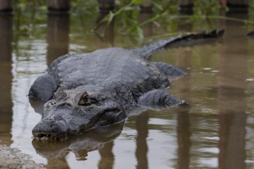 camp alligator!