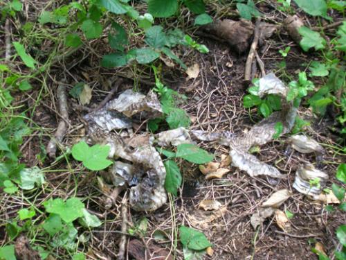 shed snakeskin