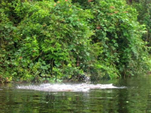 pink river dolphin