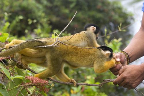 banana scuffle!