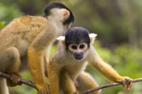 monkey business