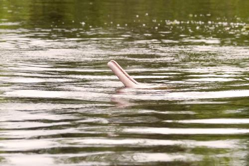 river dolphins nose