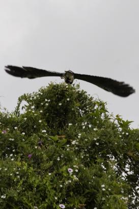 big wings