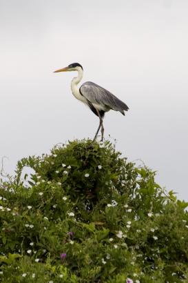 Bolivian heron