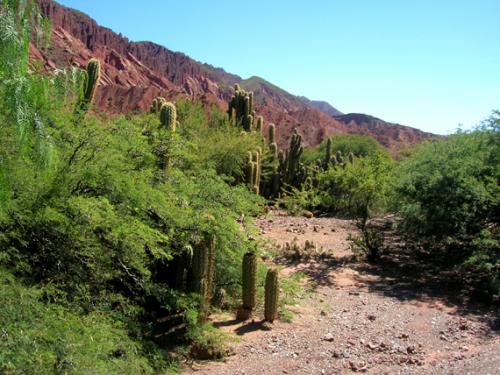 cacti & red rocks