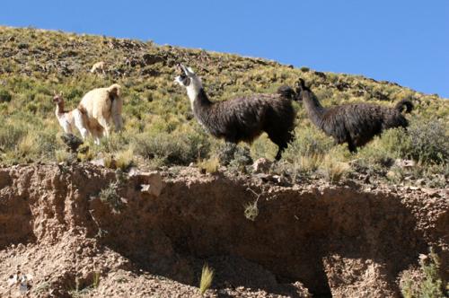 wild llamas